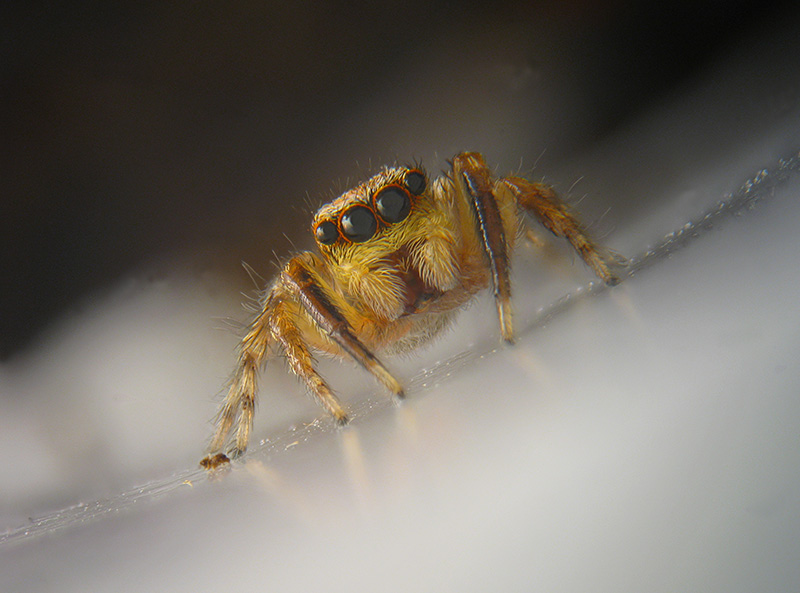 Evarcha falcata? No, Pseudeuophrys vafra, maschio - Albizzate (VA)